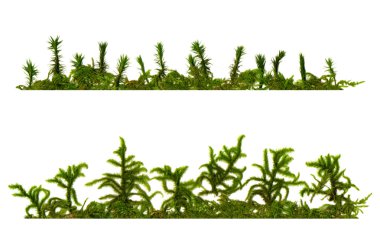 Two horizontally structures from different mosses, each with a dom clipart