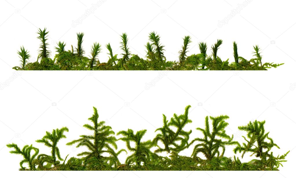 Two horizontally structures from different mosses, each with a dom