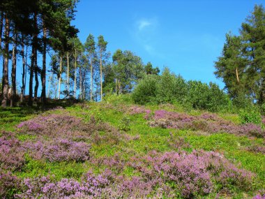 Heather ve çam ağaçları