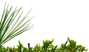 Moss grass left clipart