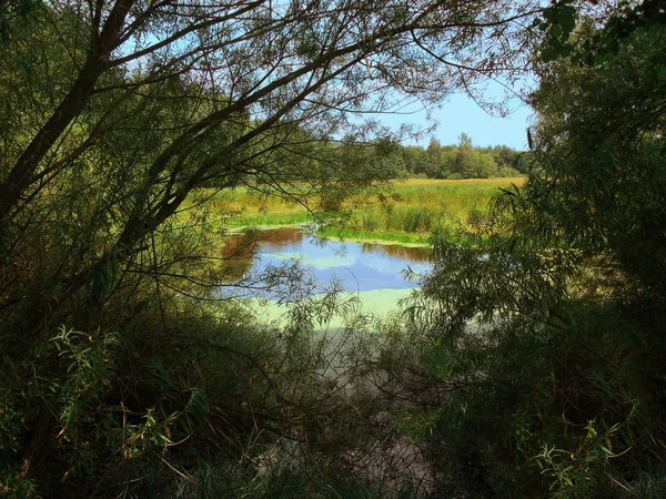 池塘柳树马赛克 — 图库照片