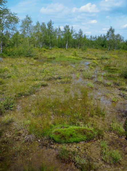 Поднятое болото с березами — стоковое фото