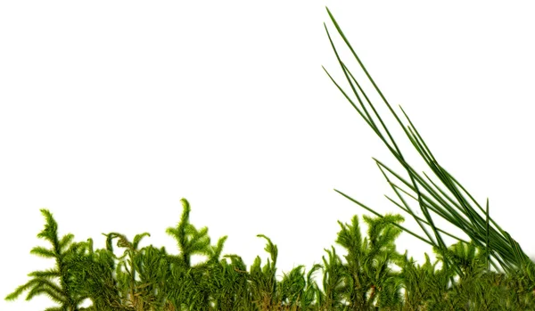 Moss grama direita — Fotografia de Stock