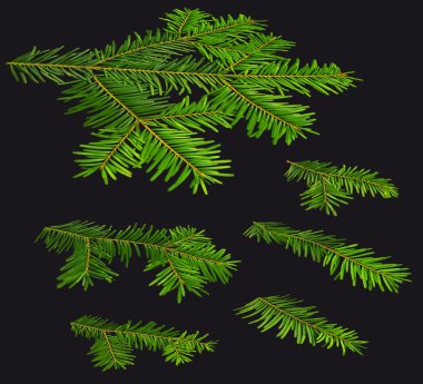 Twigs of fir (Abies) in a perspective view on a black background clipart