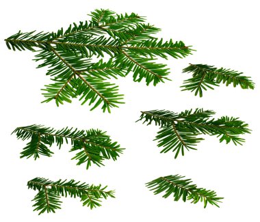 Twigs of fir (Abies) in a perspective view on a white background clipart