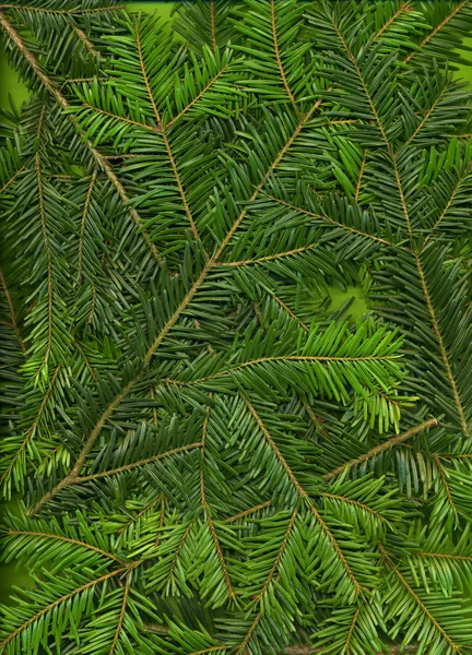 Background of twigs of fir (Abies alba) — Stock Photo, Image