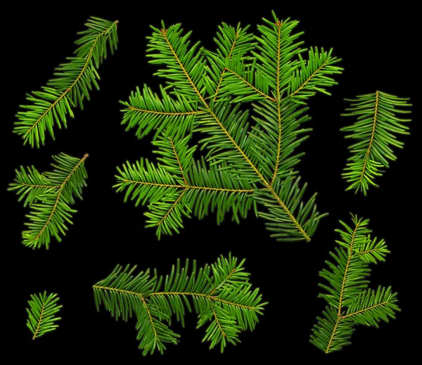 Twigs of fir (Abies alba) from the top on a black background — Stock Photo, Image