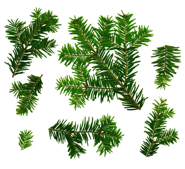 Twigs of fir (Abies alba) from the top on a white background — Stock Photo, Image