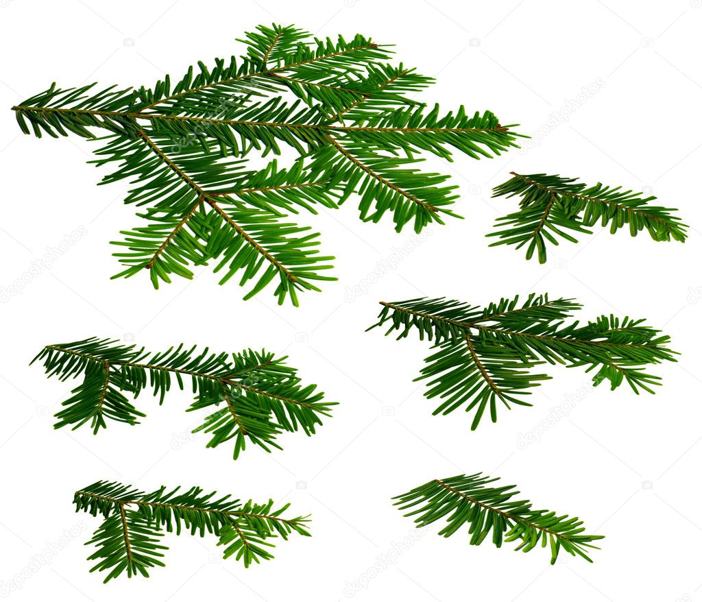 Twigs of fir (Abies) in a perspective view on a white background