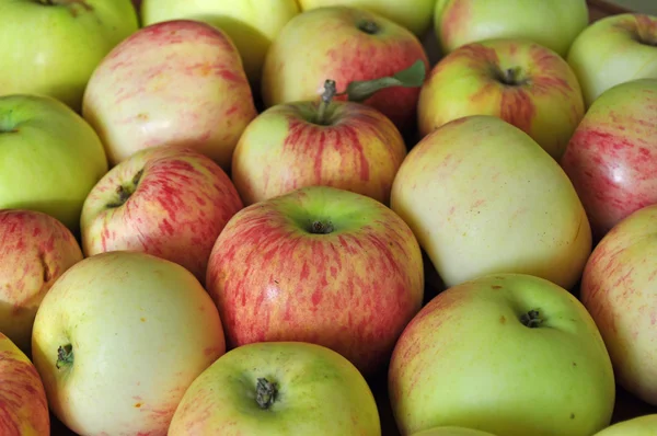 stock image Apples