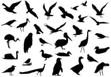 Shadows of birds clipart