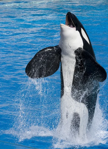 Orca jumping out of water | Killer whale jumping out of water — Stock ...