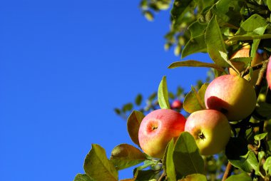 Red apples and leaves on blue sky clipart