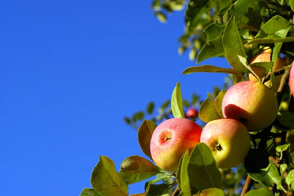 stock image Red apples and leaves on blue sky