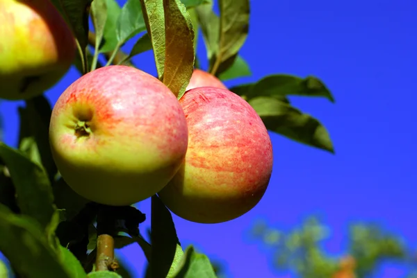 stock image Red apples and leaves on blue sky