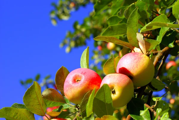 stock image Red apples and leaves on blue sky