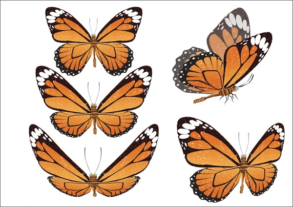 Batterfly. Ilustración vectorial . — Archivo Imágenes Vectoriales