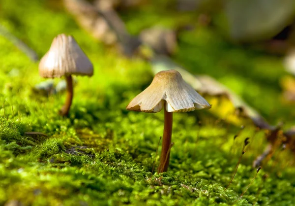 stock image Small fungus growing in the green moss