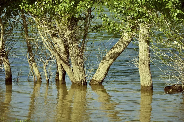 Деревья во время наводнения — стоковое фото