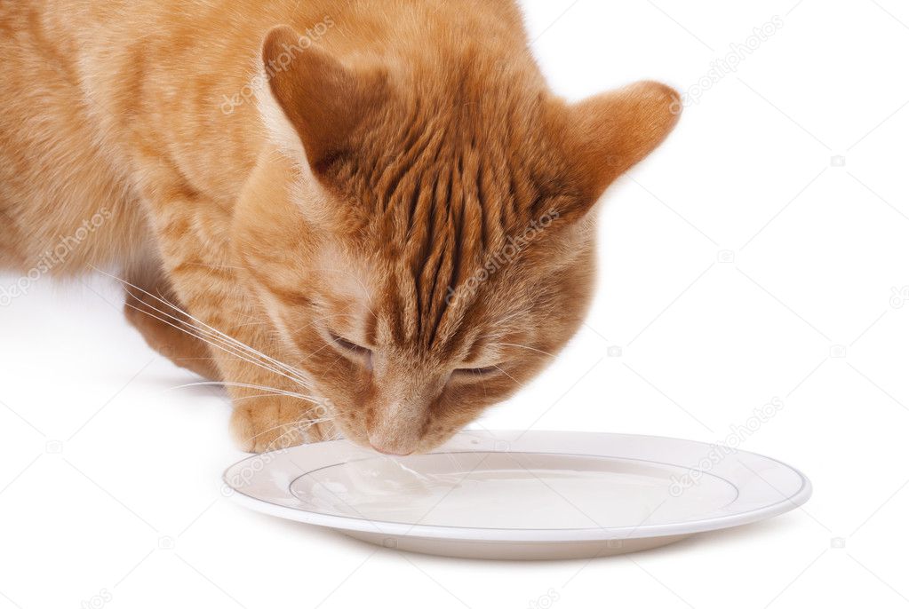 Red cat drink milk