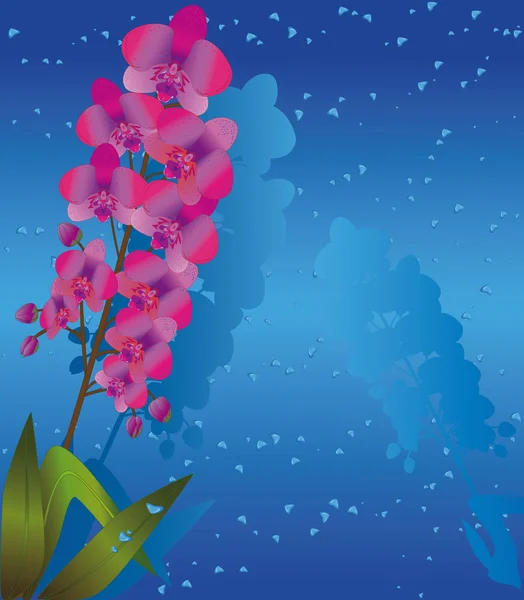 美しい蘭の花 — ストックベクタ