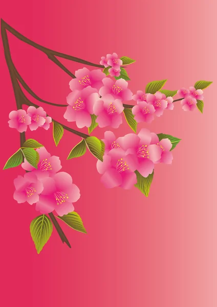 Sucursal Sakura — Archivo Imágenes Vectoriales