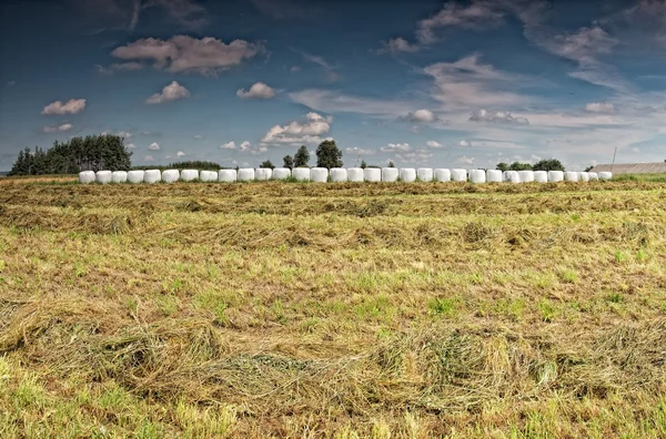 Wigry_Landscape_63