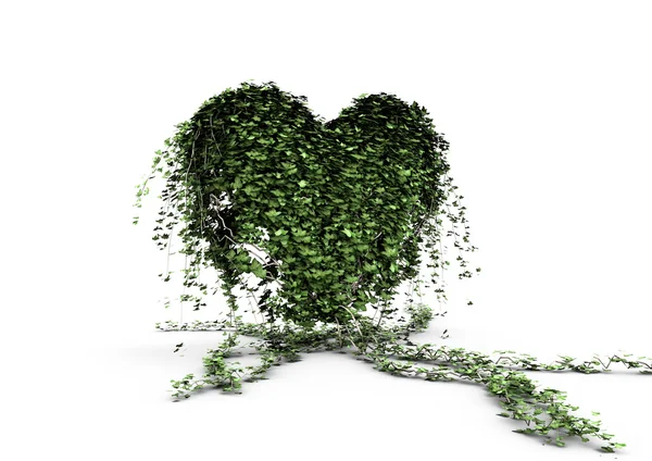 Ivy heart — Stock Photo, Image