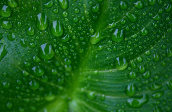美しい植物 — ストック写真