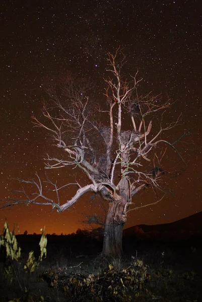stock image Chestnut tree at night