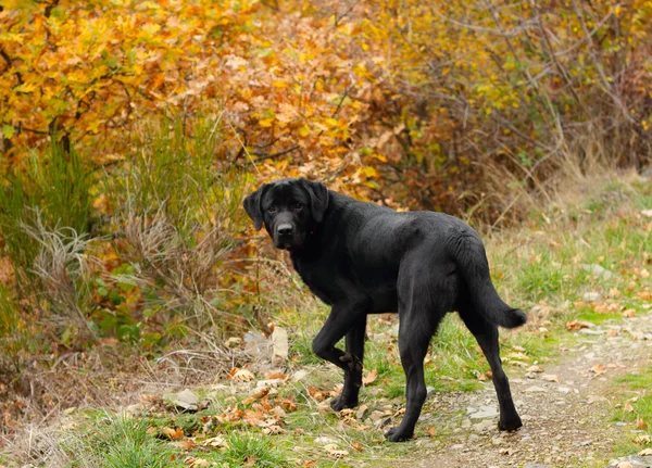 Siyah labrador av köpeği. — Stok fotoğraf