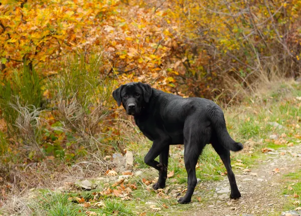 Μαύρος σκύλος λαμπραντόρ ριτρίβερ Φωτογραφία Αρχείου