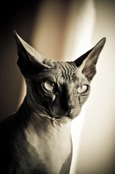 Miło kot egipski Zdjęcie Stockowe