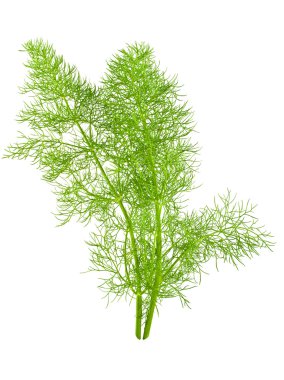 Wild fennel clipart