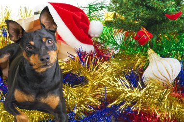 Noel kartı ile küçük köpek
