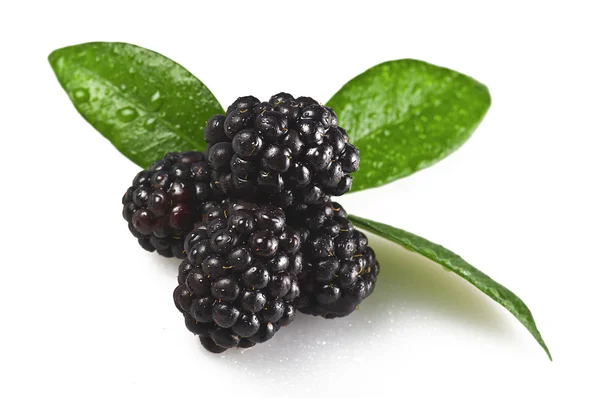 BlackBarry με φύλλα και σταγόνες — Φωτογραφία Αρχείου