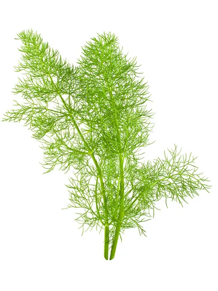 Wild fennel — Stock Photo, Image