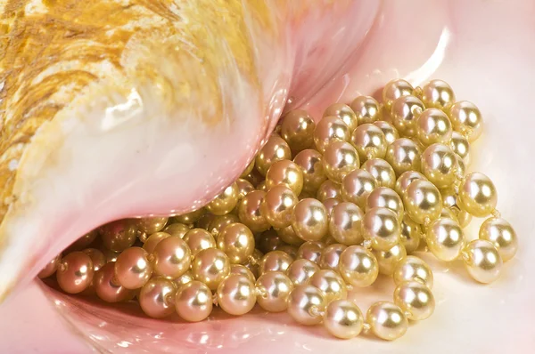 Pearl closeup in the shell — Stock Photo, Image