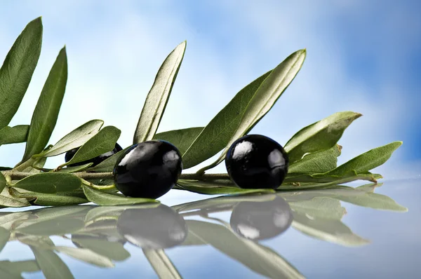 Branch with black olives — Stock Photo, Image