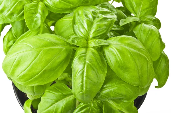 Basil herb plant — Stock Photo, Image