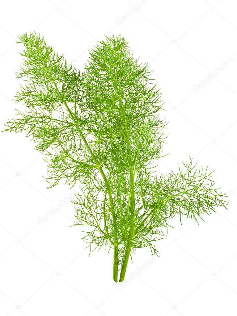 Wild fennel