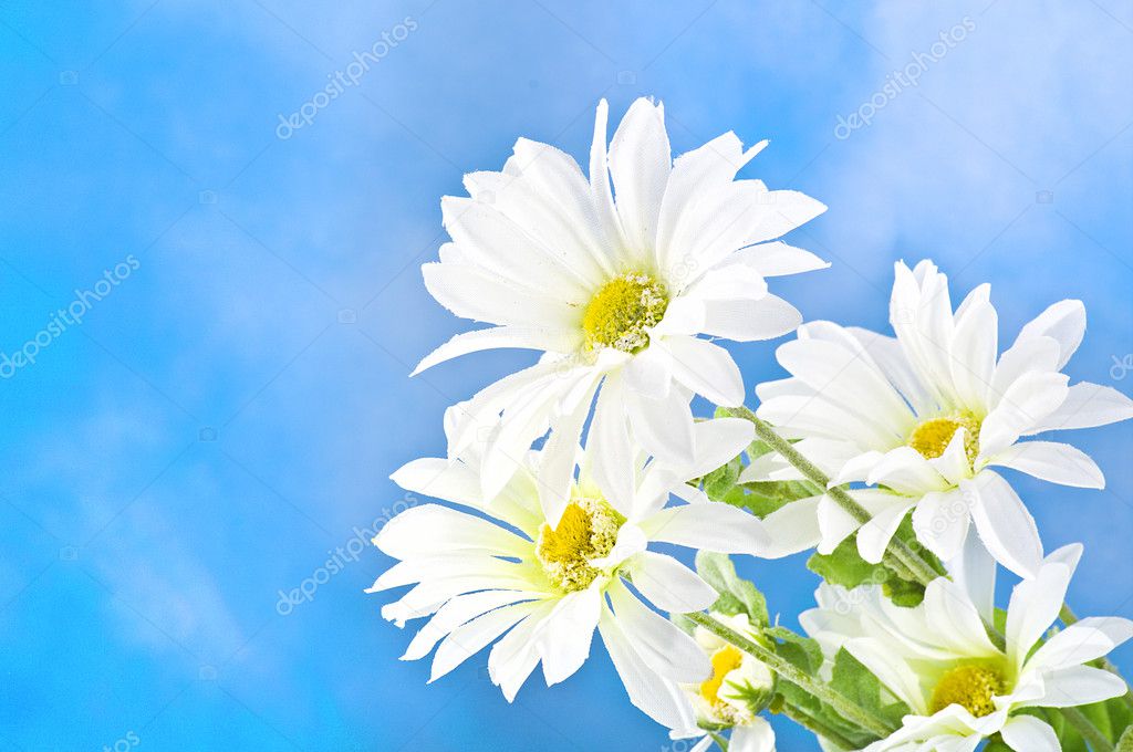 Daisies in a blue sky
