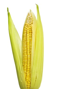 Fresh corn clipart