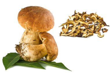 Boletus edulis porcini mushroom clipart