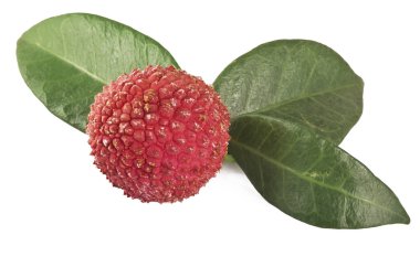 Lychee clipart