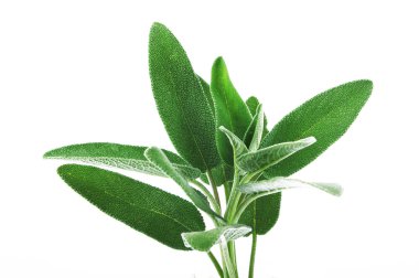 Green leaves of sage clipart