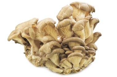 Mushrooms Pleurotus ostreatus clipart