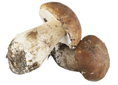 Boletus mantarı porcini mantar