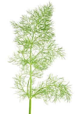 Wild fennel clipart