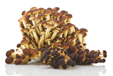 Raw mushrooms Agrocybe aegerita clipart